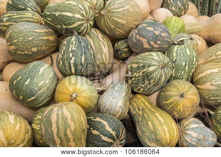 Pumpkins, Cucurbita Argyrosperma, Moschata, Butternut, Maxima, Cushaw