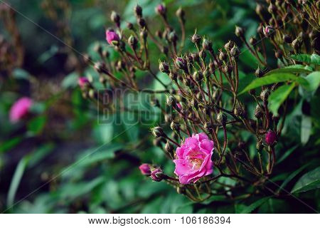 Rose bush