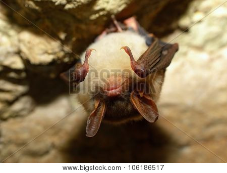 Bechstein's bat (Myotis bechsteinii)