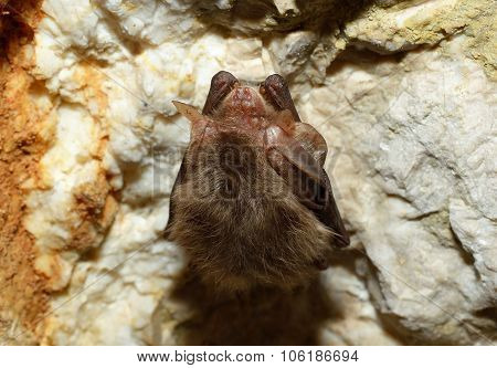 Eastern pipistrelle bat (Pipistrellus subflavus)