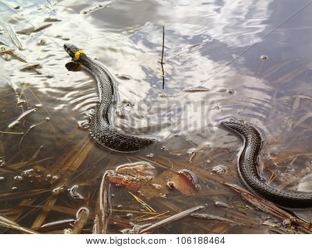 Grass snake in water, natrix