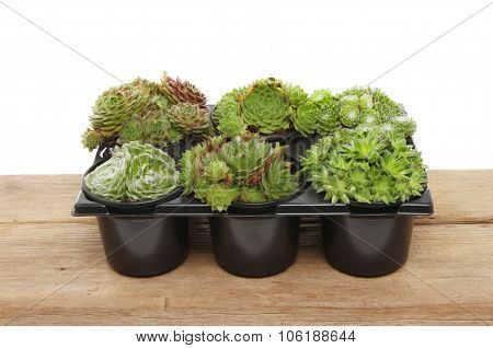 Sempervivum Plants