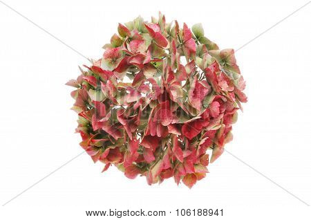 Hydrangea