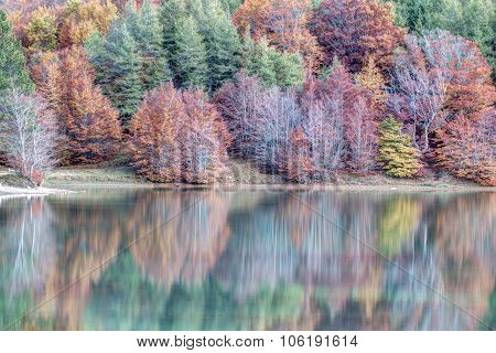 Trees Reflected In The Lake