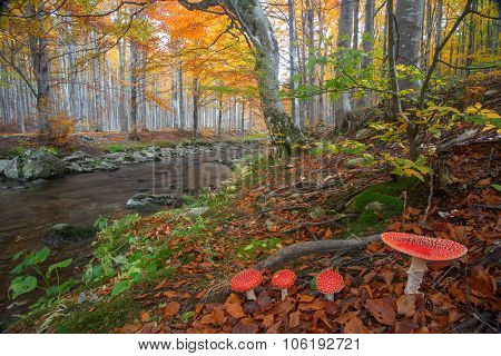 Amanita Muscaria
