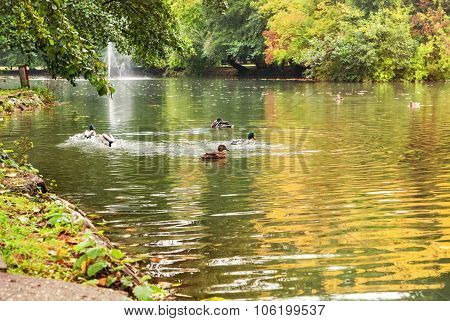 Duck On The Lake