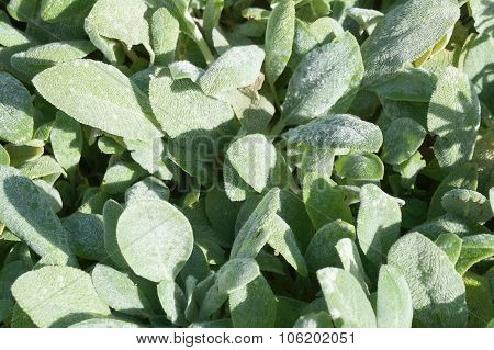 Lanate lamb's ear leaves close-up