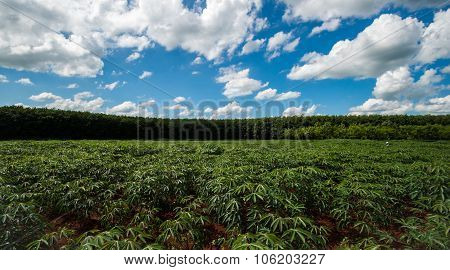 Cassava Plants With Storm Clouds In Background.