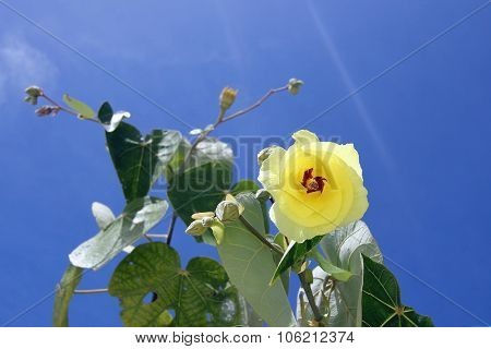 Flower Cochlospermum On A Blue Sky. Seychelles