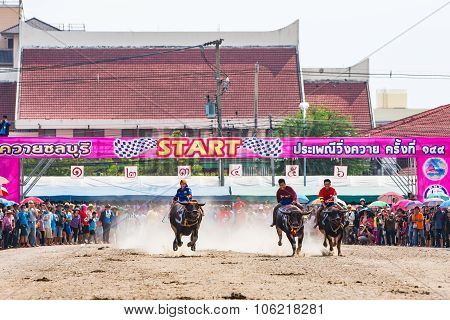 Buffalo Racing In Chonburi