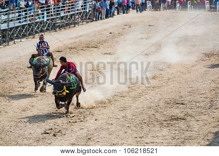 Buffalo Racing In Chonburi