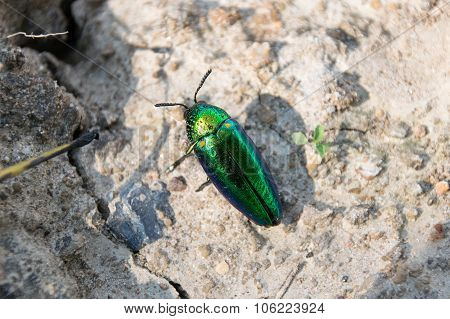 Metallic wood-boring beetle or Jewel beetle or Buprestid