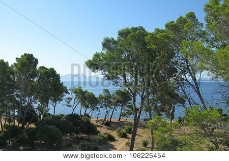 Natural pine forest Mallorca