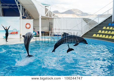 Dolphin Show Scene