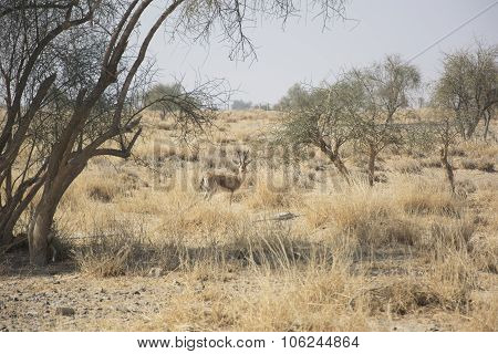 Chinkara, also known as the Indian Gazelle