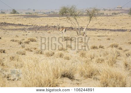 Chinkara, also known as the Indian Gazelle