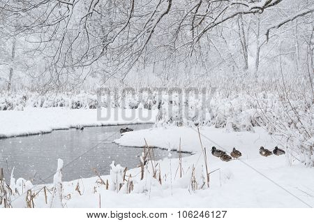 Winter Landscape