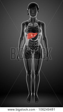 Female Liver Anatomy