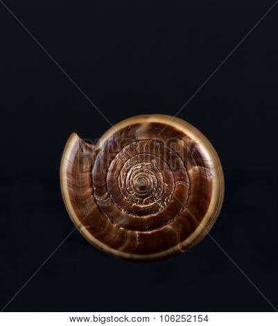 ea shell isolated in black,Marine sea shell in a studio setting against a dark background. Sea shell