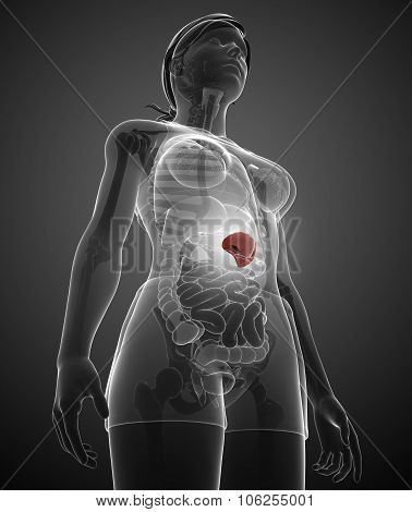 Female Spleen Anatomy