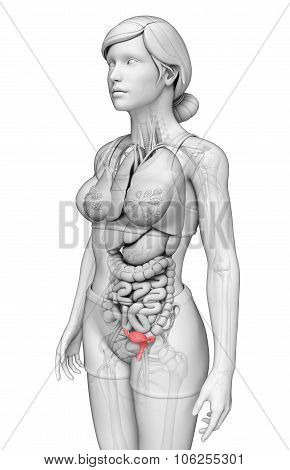 Female Uterus Anatomy