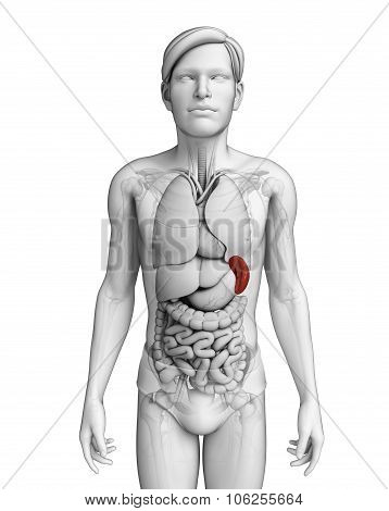 Male Spleen Anatomy