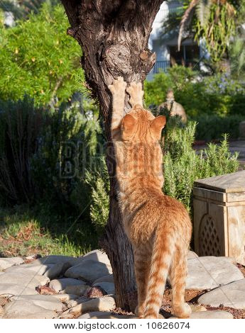 Cat sharpening his claws on a tree