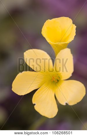 Yellow Flowers Of Clower Plants