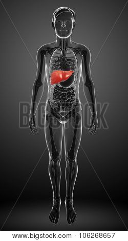 Male Liver Anatomy