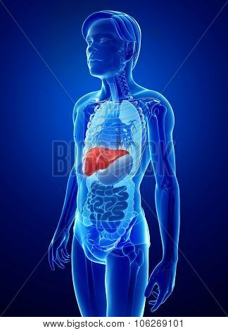 Male Liver Anatomy