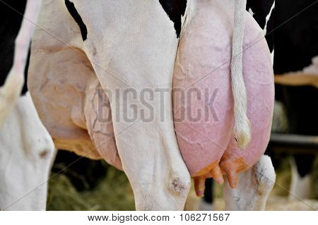 Huge Holstein Cow Udder