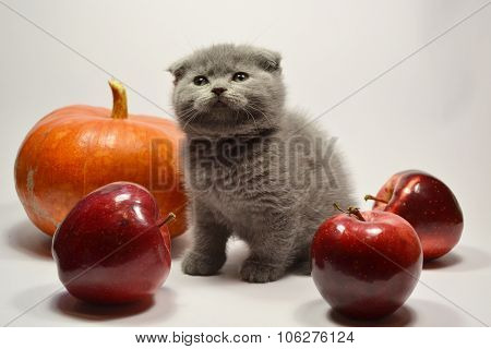Scottish fold kitten