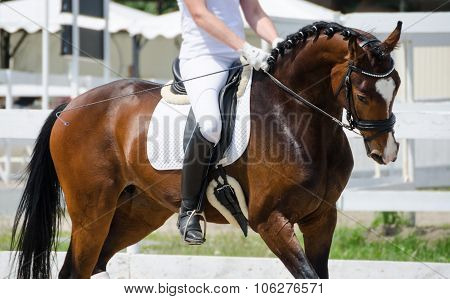 great horse