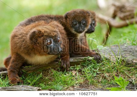 Mignon lémur à ventre roux avec bébé