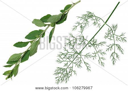 Vegetable Leaf