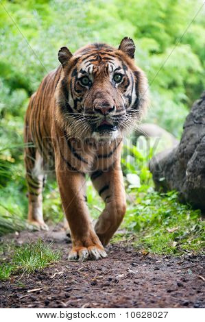 Sumatraske Tiger