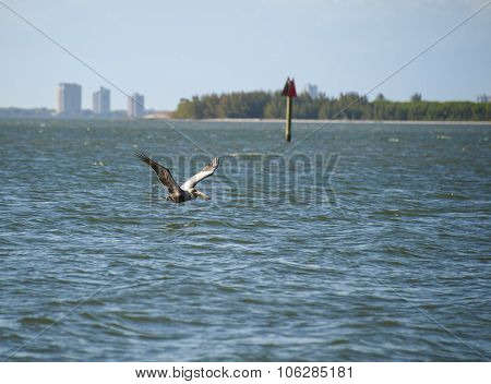 Brown Pelican Cruising Tampa Bay