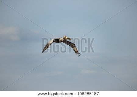 Brown Pelican In Flight