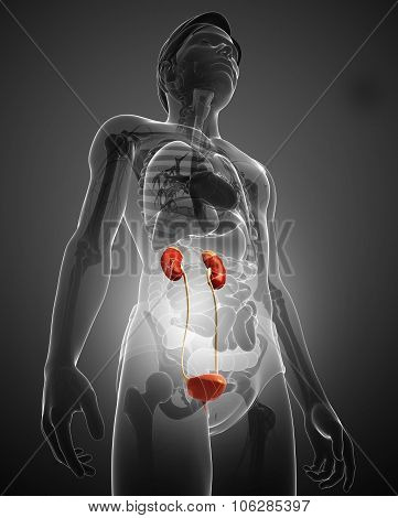Male Urinary System
