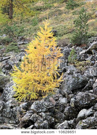 Pontresina, Schweiz; Bäume im Gletscher-Feld
