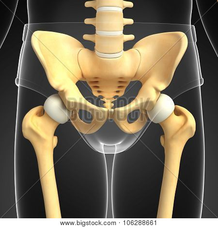 Pelvic Girdle Artwork