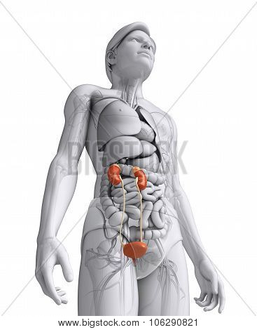 Male Urinary System