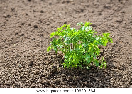 Parsley Plant
