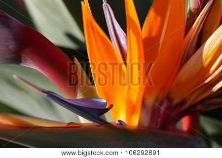 Brilliant bird of paradise plant sunlit, closeup
