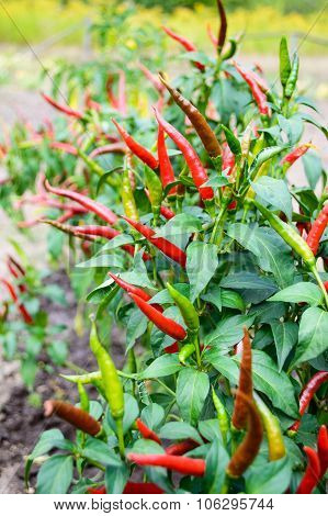 Red Chili Pepper On A Bed