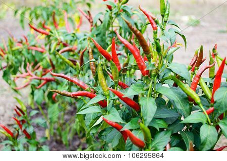 Red Chili Pepper On A Bed