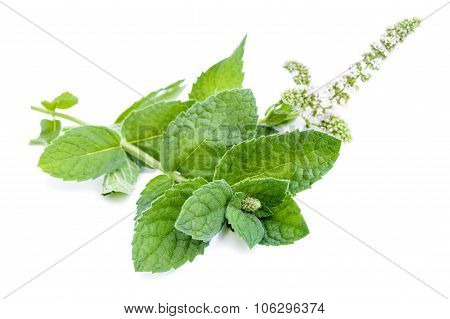 Fresh Mint Leaves With Flowers