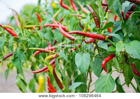 Red Chili Pepper On A Bed