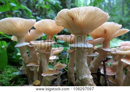 Honey Mushrooms - Armillaria ostoyea