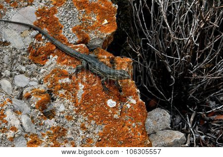 Lizard